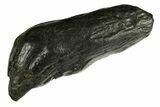 Fossil Sperm Whale (Scaldicetus) Tooth - South Carolina #277321-1